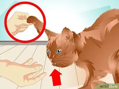 Image intitulée Teach a Cat to "High Five" Step 10